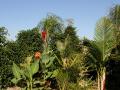 Garden Masters