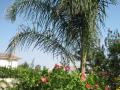 Garden Masters