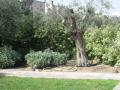 Garden Masters